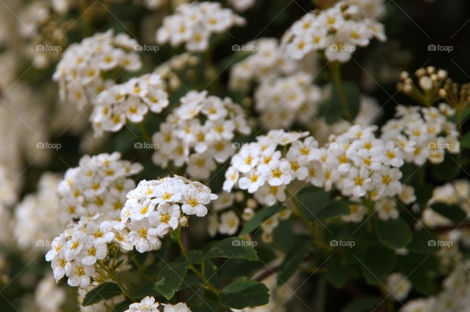 White flowers