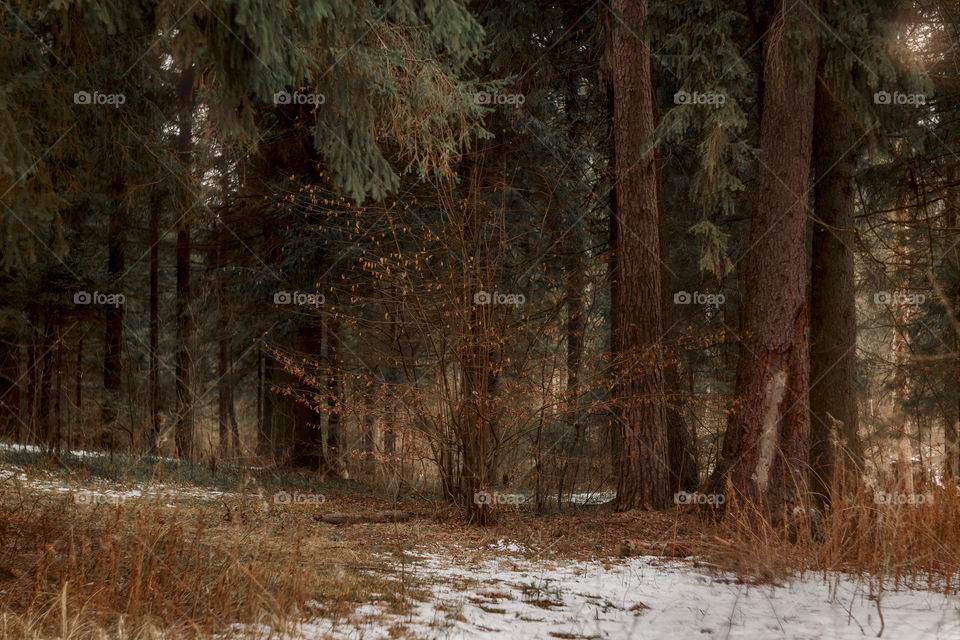 Forest landscape at early spring 