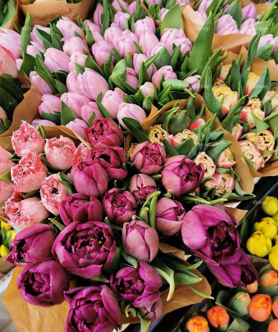 Tulips