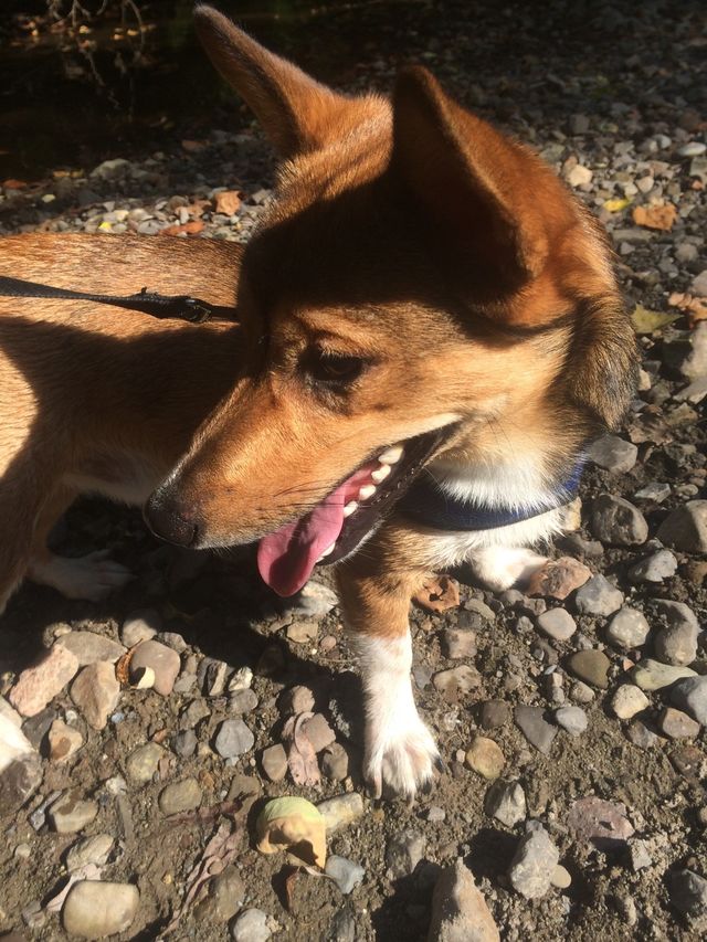 Dog Smile