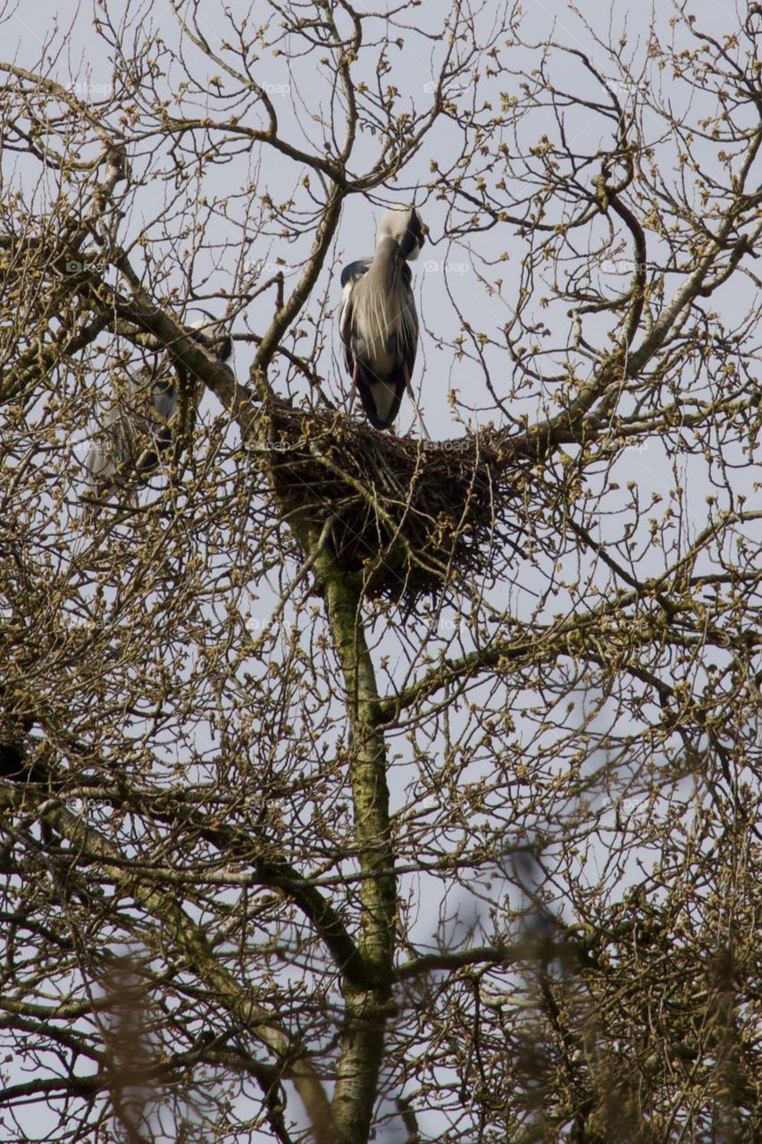 Low angle view of heron perching on tree branch