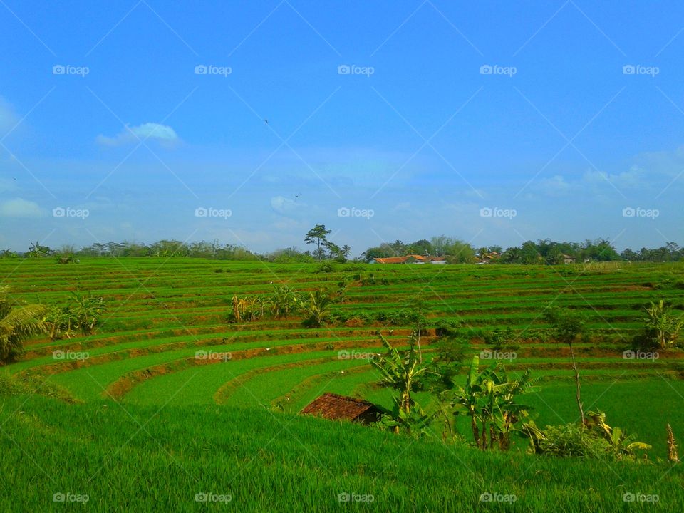 sawah