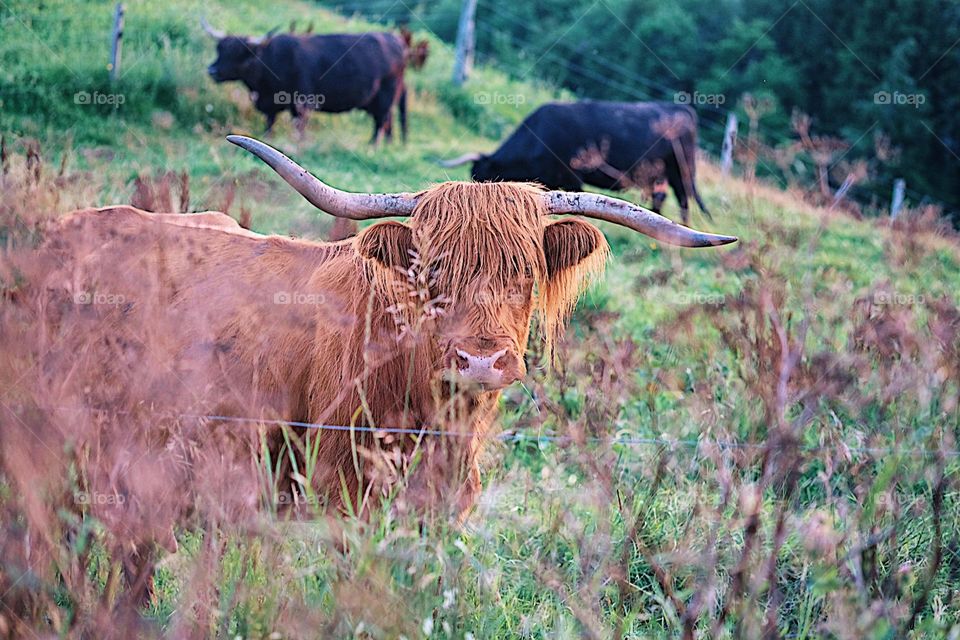 Highland cow int the field, highland cow plays peek a boo in the grass, highland cows in Canada 