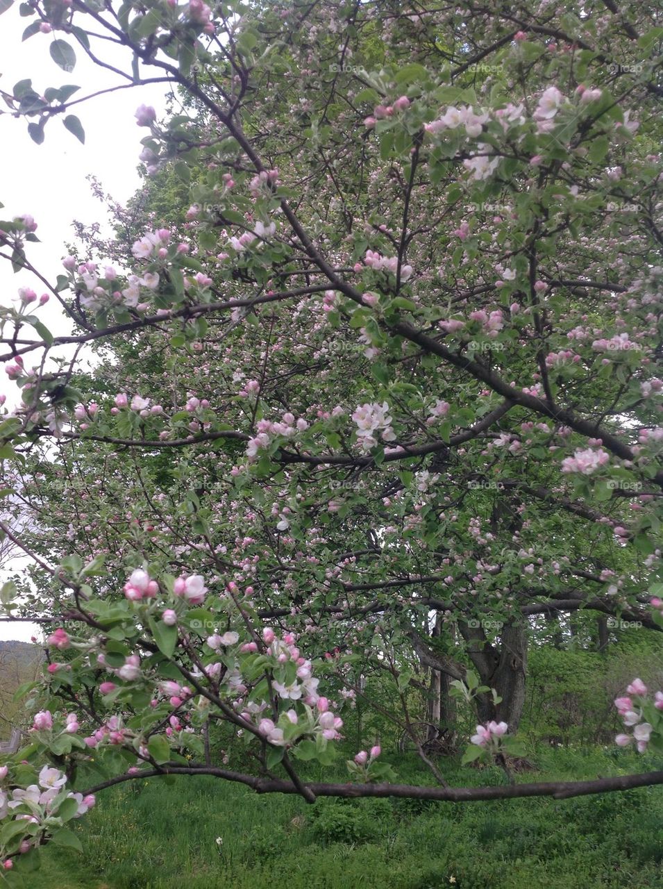 Apple Blossom Time