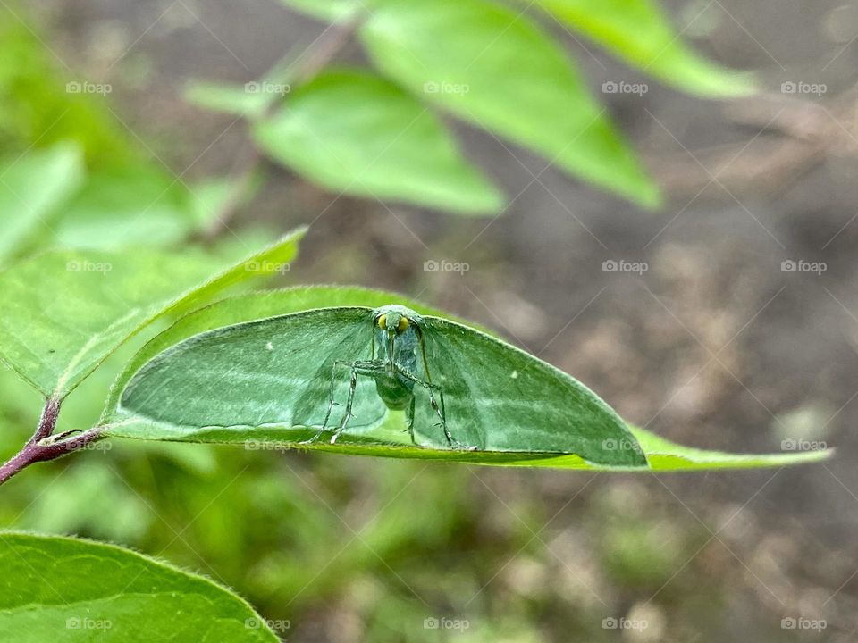A moth with excellent camouflage 