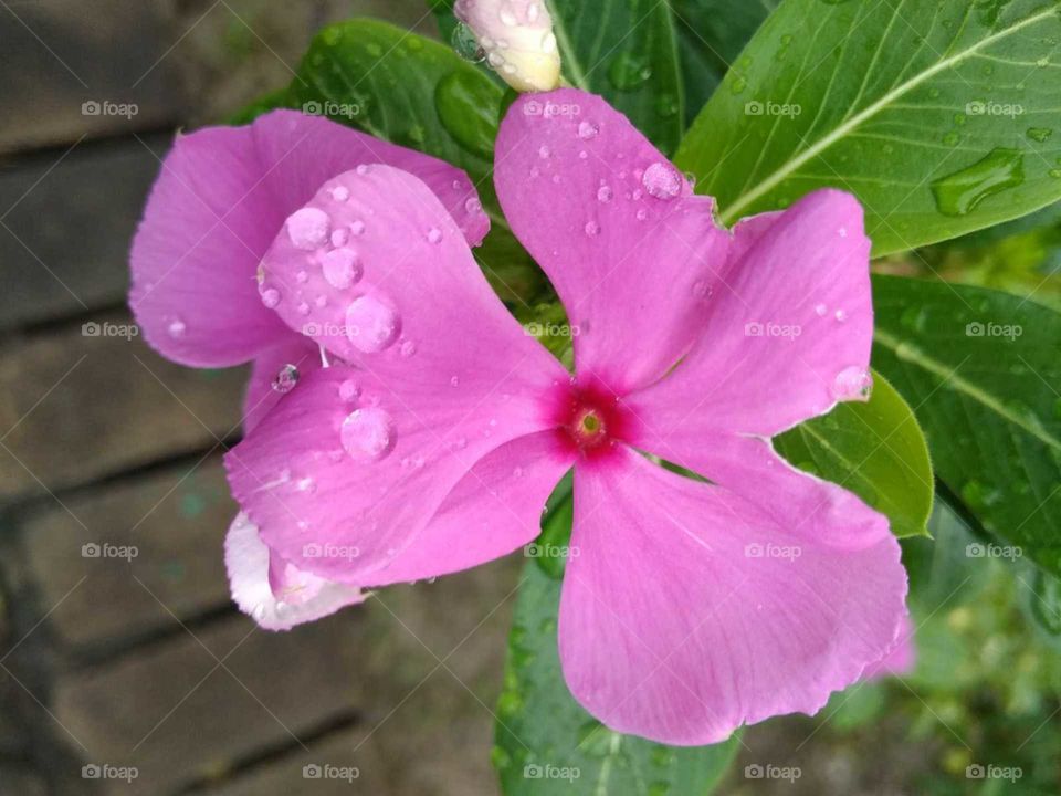 pink flower in garden