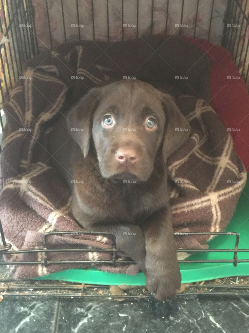 Chocolate Lab 