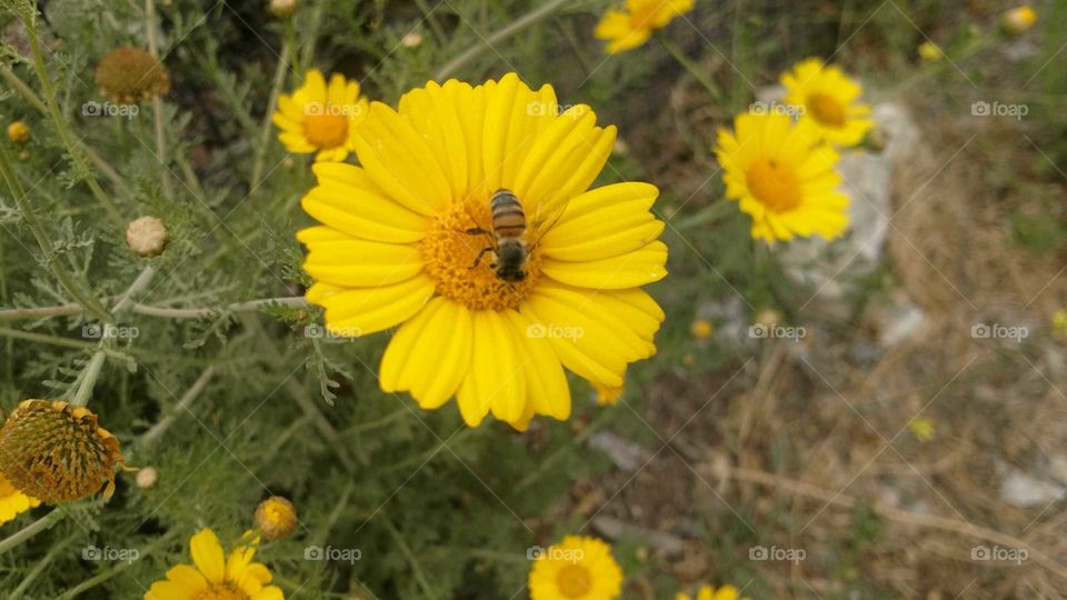 bee on wildflower