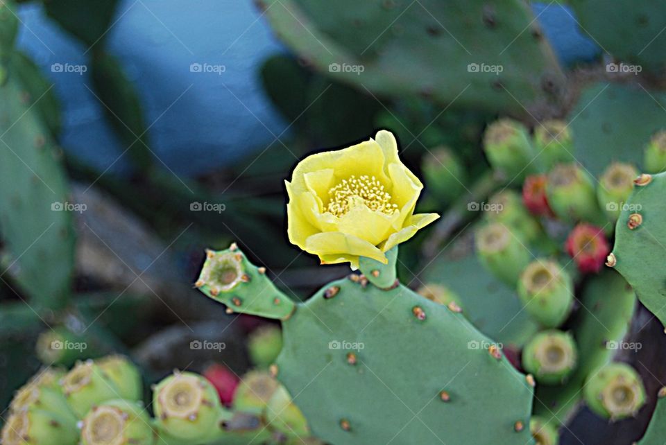 Cactus plant with yellow flower