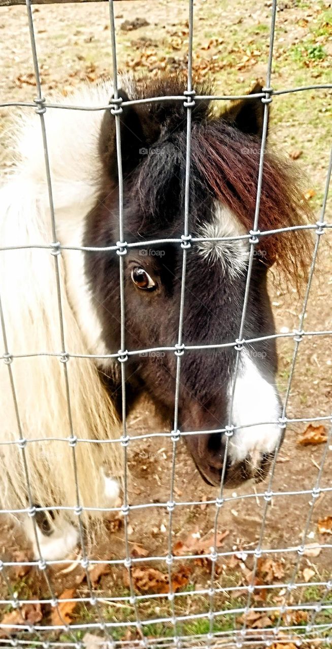 Miniature Horse