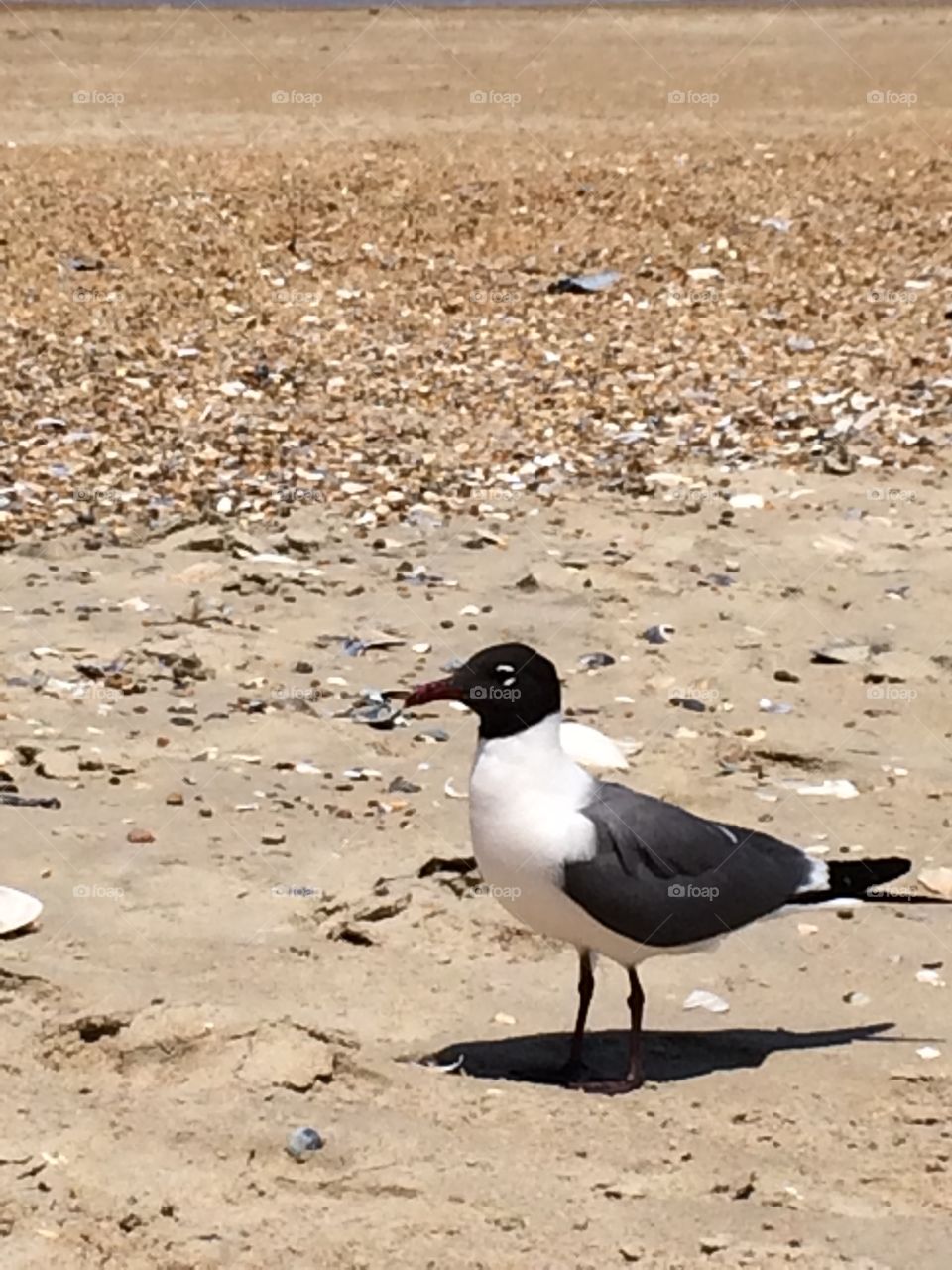 Seagull at beach