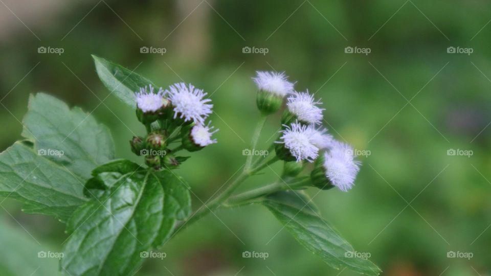 Bandotan or Wedusan is a type of agricultural weed belonging to the Asteraceae tribe. This seasonal herb comes from tropical America, especially Brazil