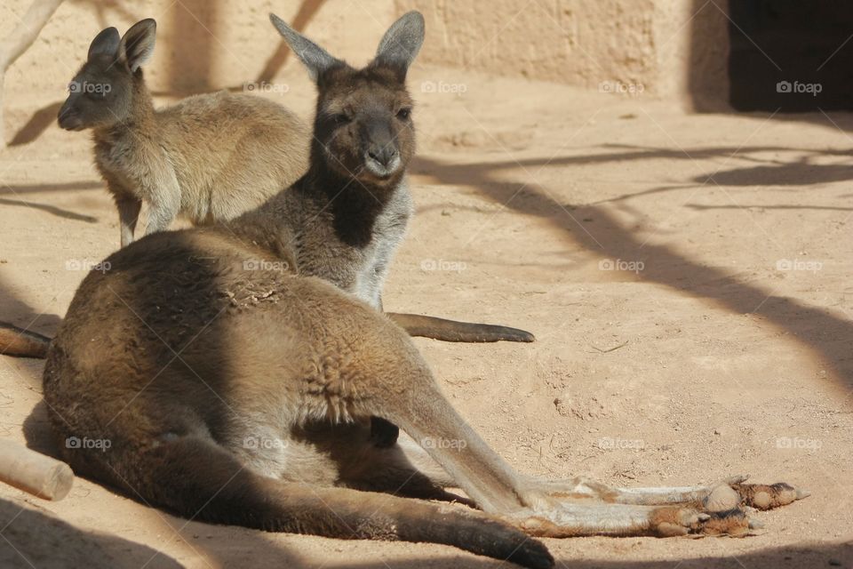 Kangaroos . Kangaroos 