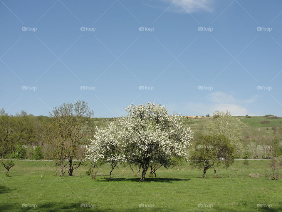 white tree