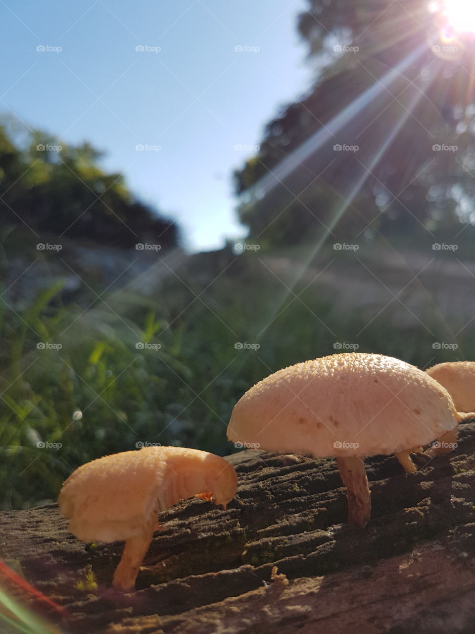 Bom dia! Esses carinhas estão curtindo os raios de sol! Lindos cogumelos. Brasil!