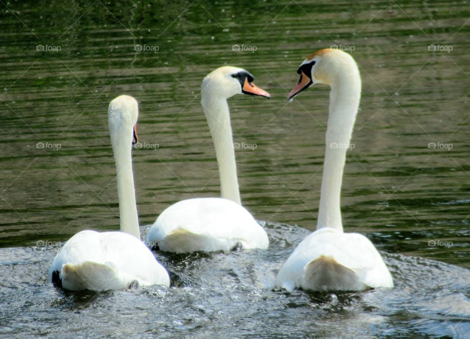 Swans swimming on the lake 🦢