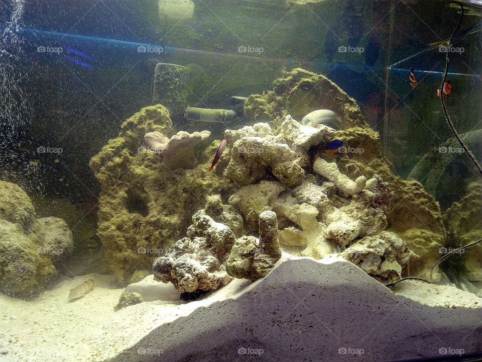 marine fish tank