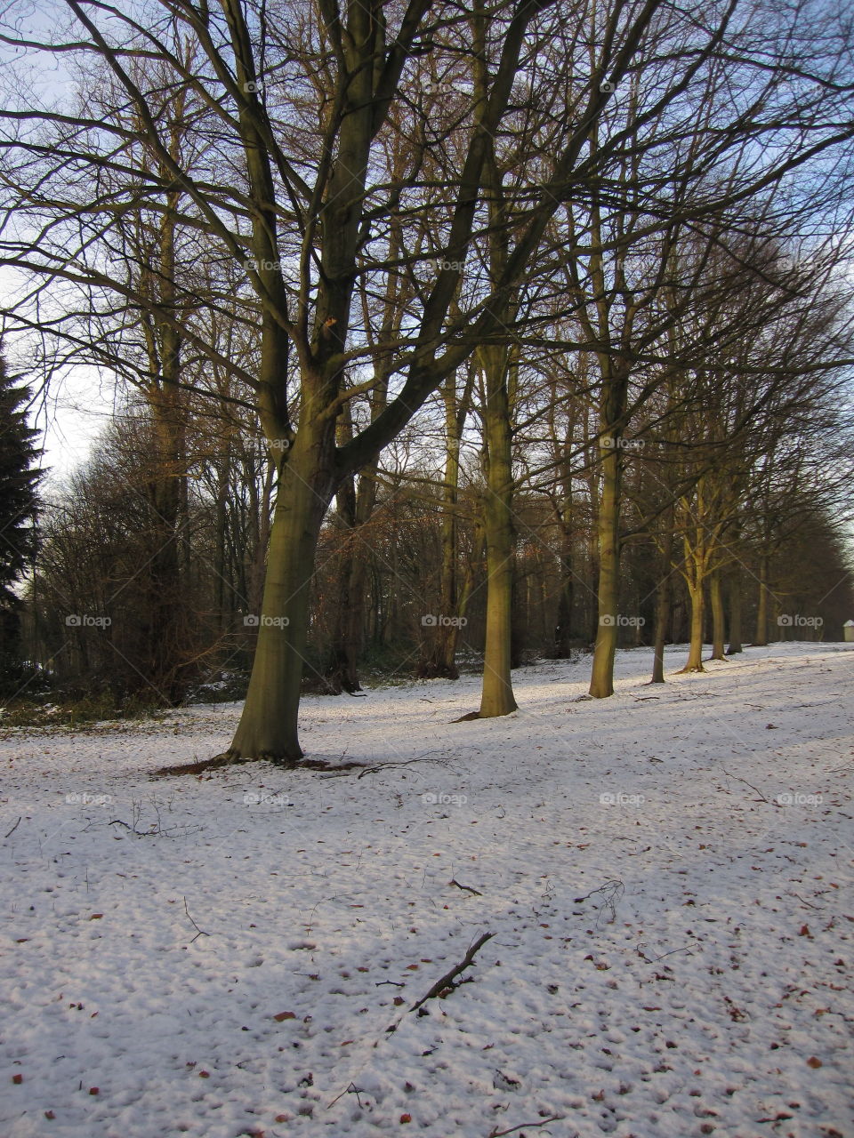 Tree, Fall, Landscape, No Person, Winter