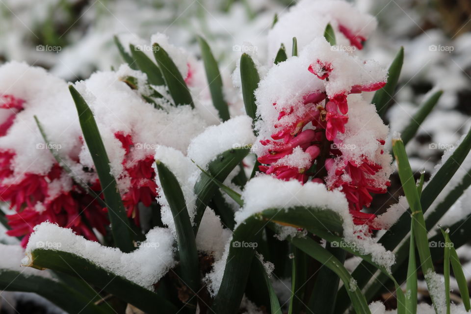 Springtime Snow