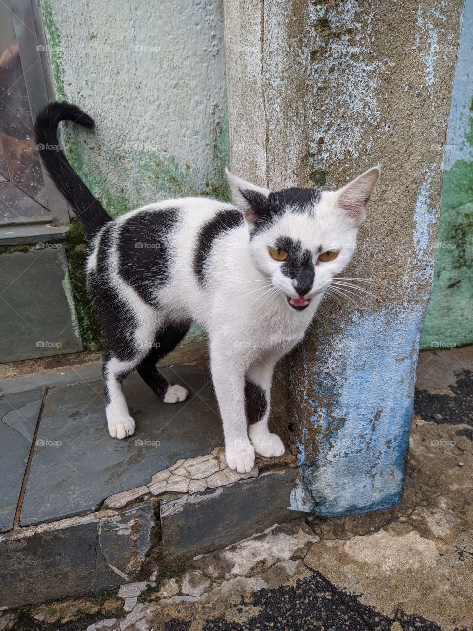 gato de rua