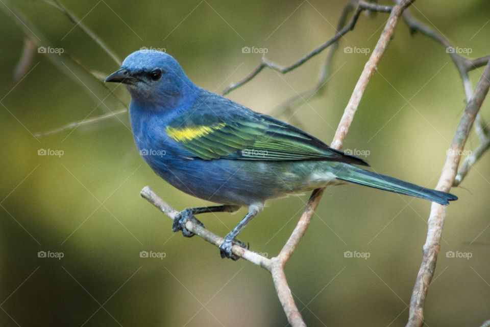 Colorful blue yellow bird wildlife