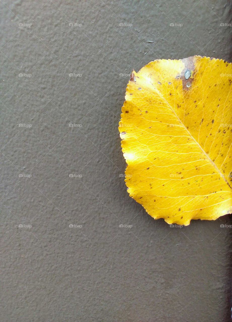 leaf in the fall