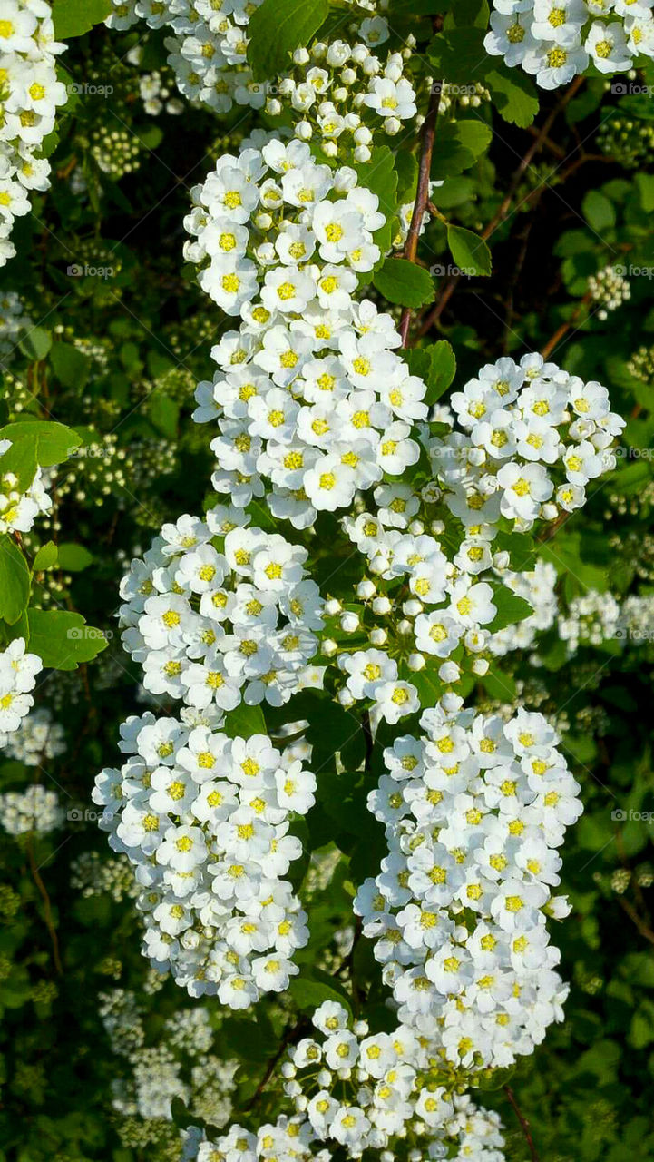 Tiny White Flowers