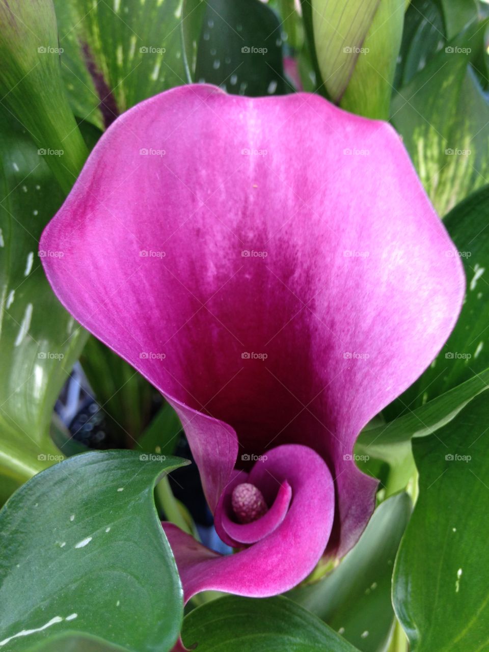 Close-up of pink flower