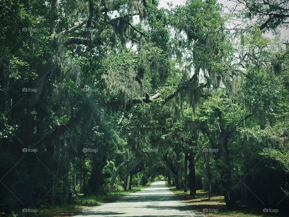 Eerily beautiful tree-lined road in Savannah Georgia 