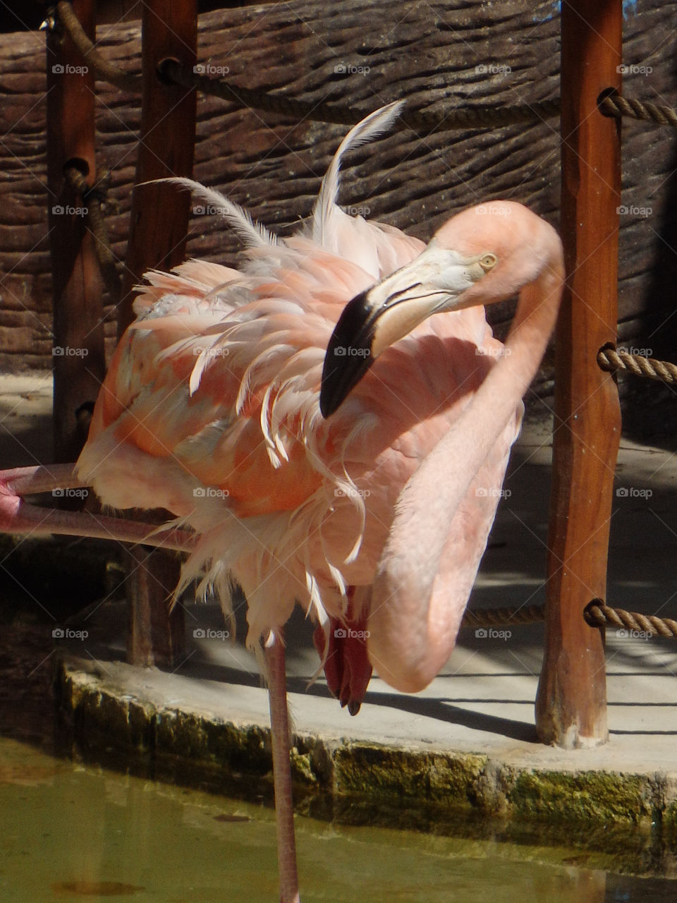 Costa Maya Mexico Flamingo