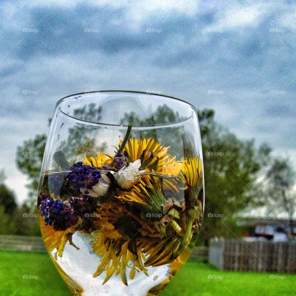 flowers pretty dandelion glass by Elina