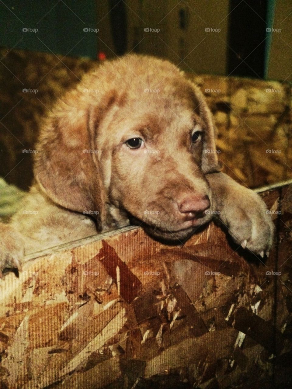 Chesapeake Bay Retriever