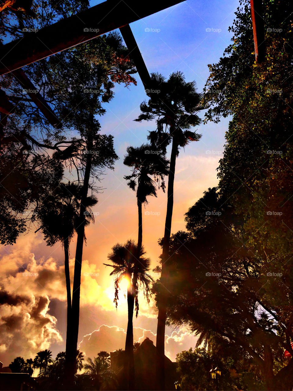 Palm trees under stormy sunset