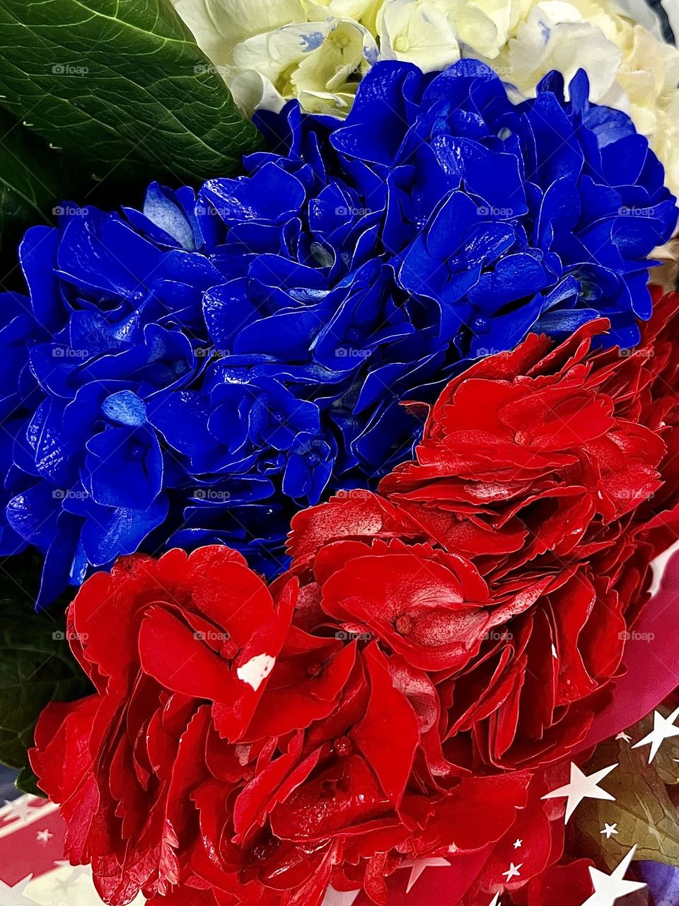 Independence Day Hydrangeas Flowers