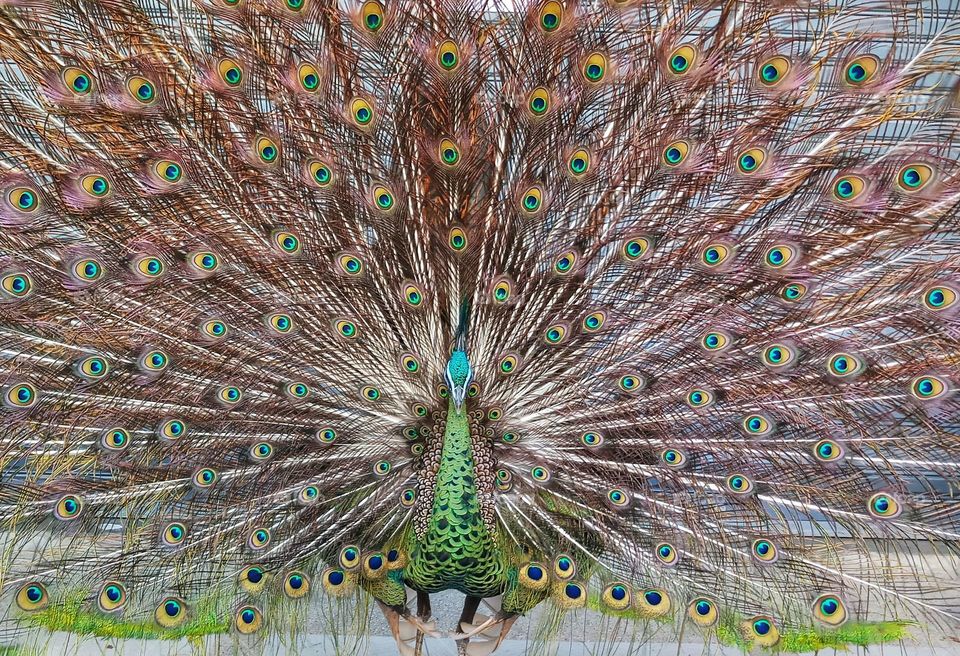 A dancing peacock
