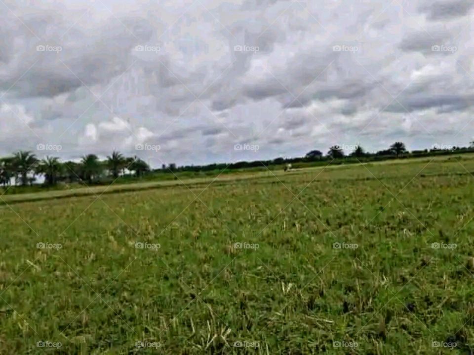 A most beautiful and attractive view in the farm.