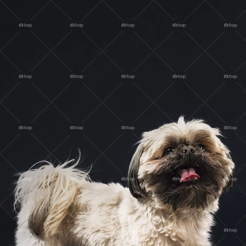 adorable dog