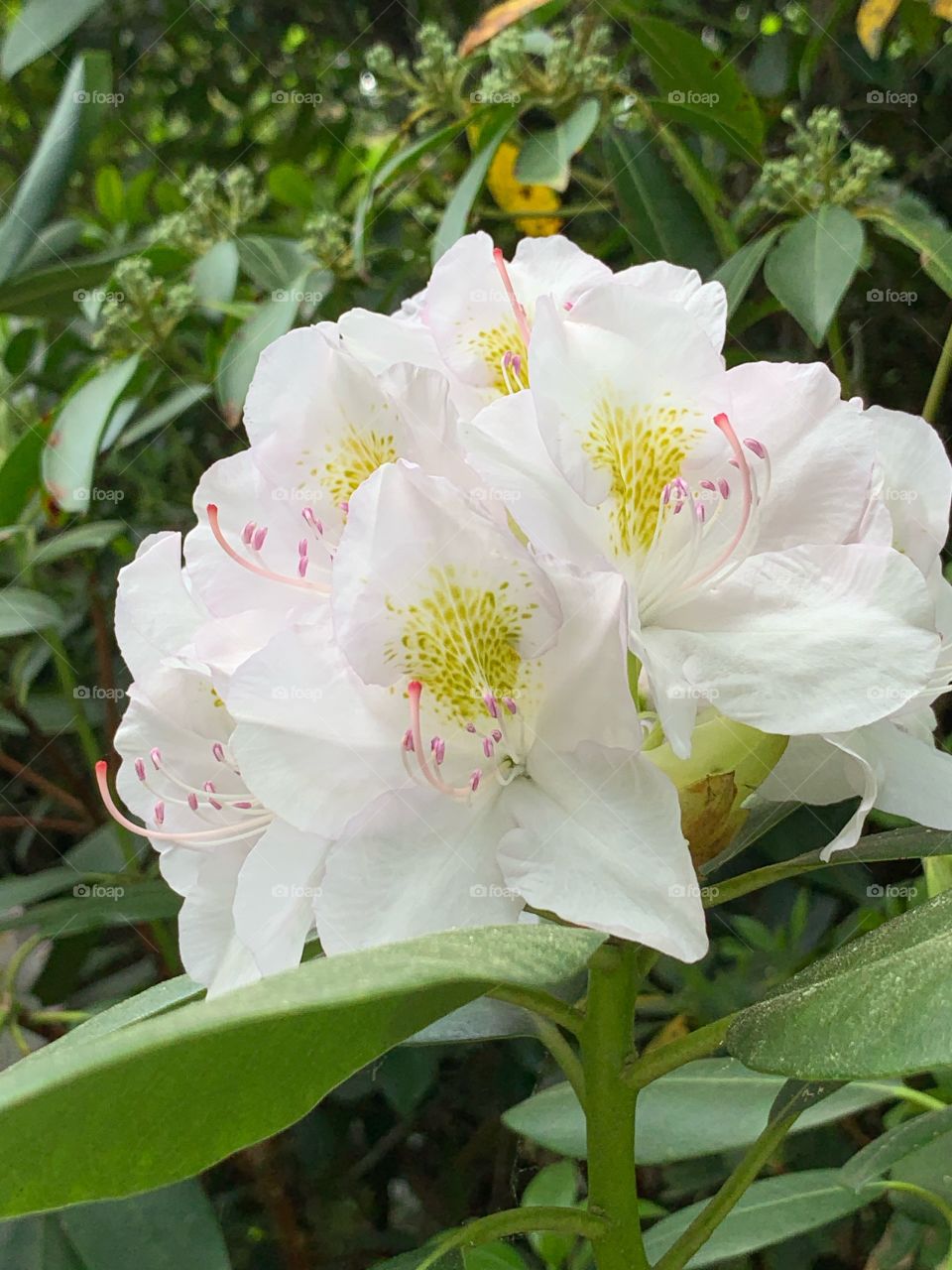 Great laurel is bright flowers with white color. It bloom in early spring. Its flowers provide abundant nectar that attract hummingbirds and the fire-tailed sunbird. 