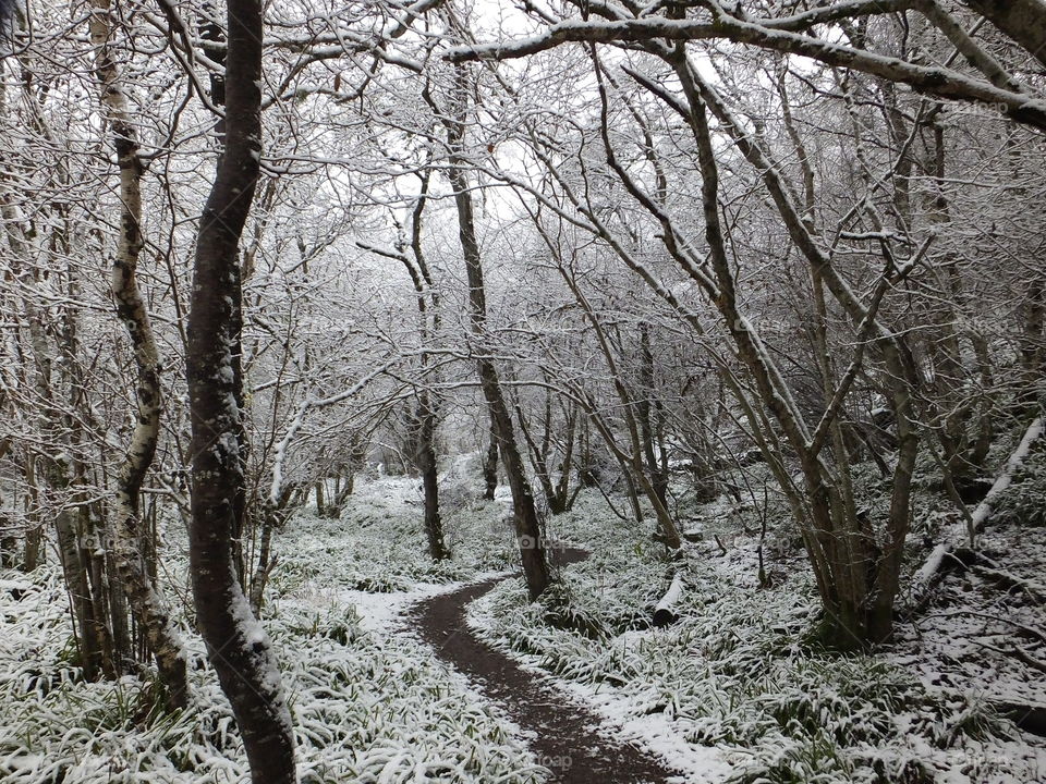 Snowy walk through woods