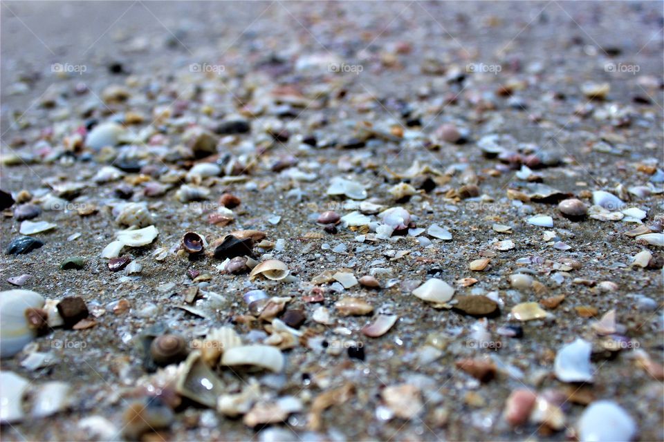 | endless shells |