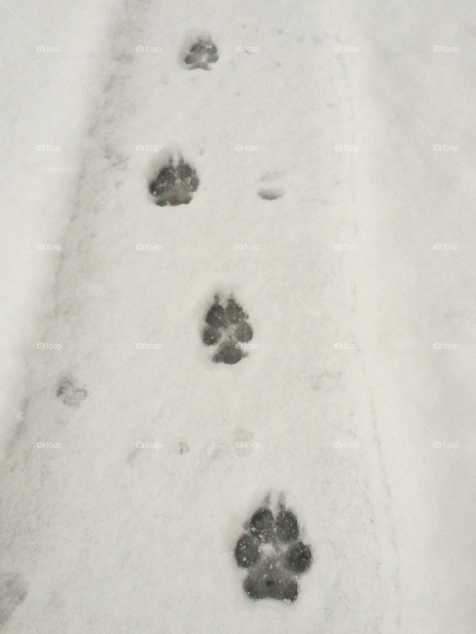 paw prints on a snow covered path