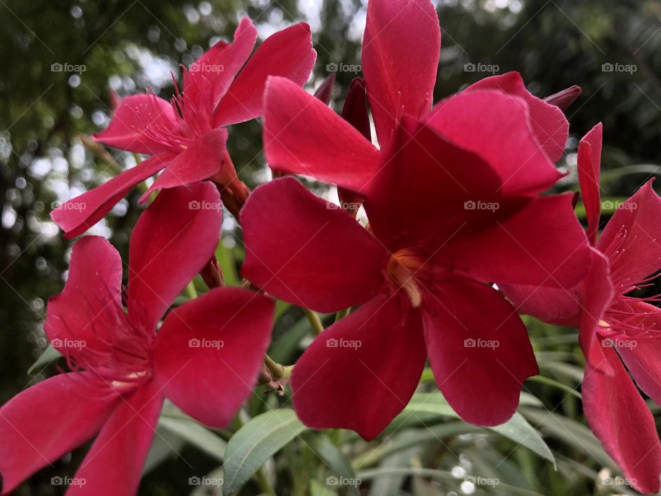 Red color winter flower