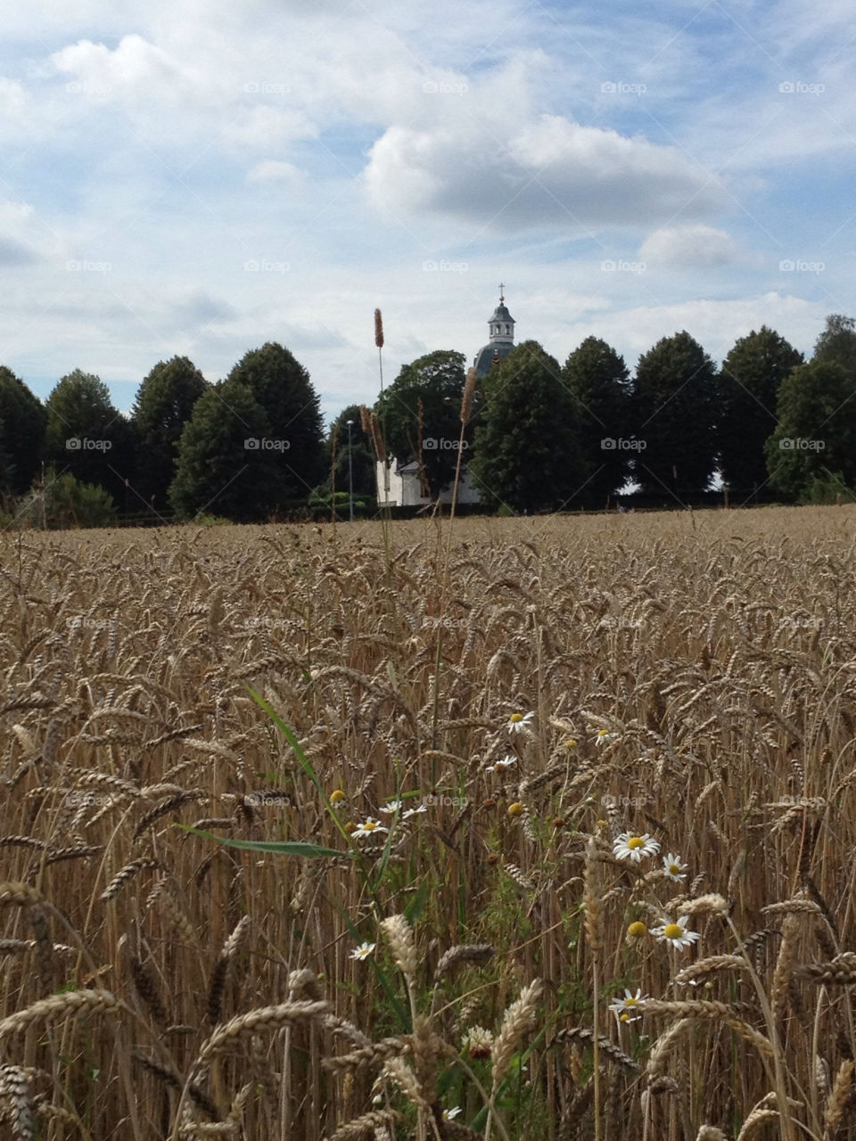 sweden nordic grain region by nesty