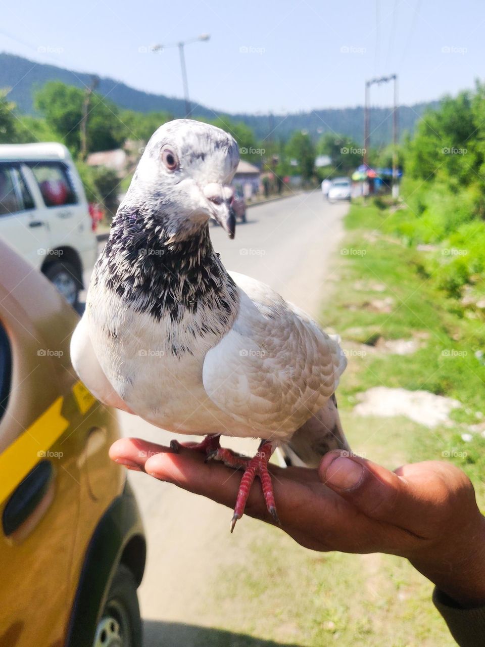 posing for a portrait