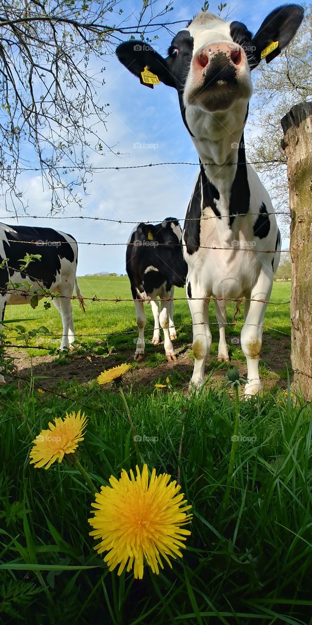cow kuh gras milch frei bio blume blühen gelb yellow Löwenzahn sommer mai may tier animal. schwarz weiß black white