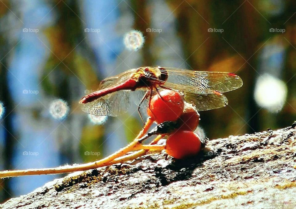 Dragonfly