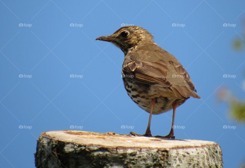 Thrush