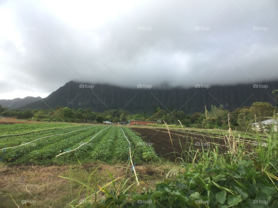 Foggy mountain in rural area Hawaii 