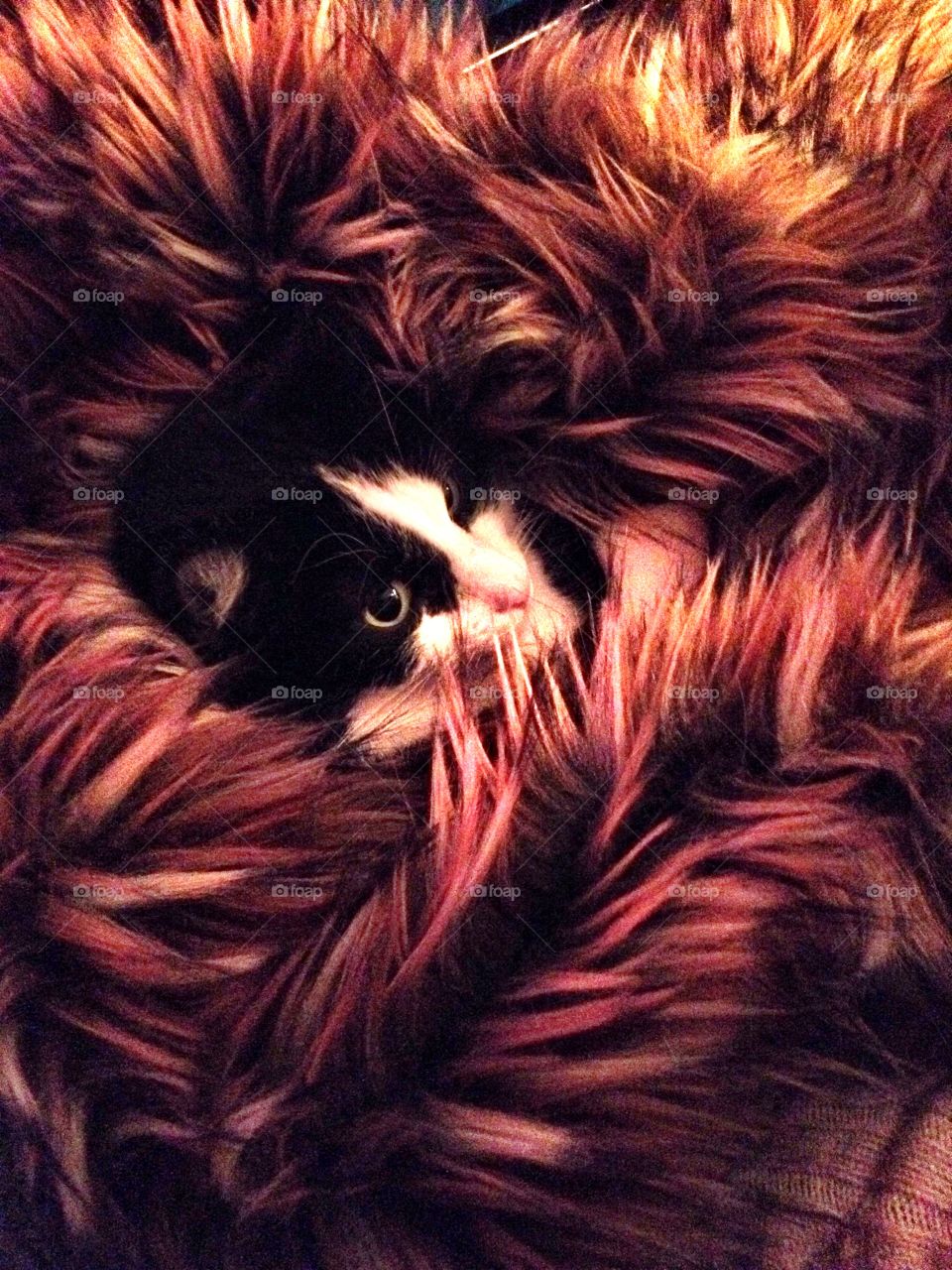 Maddie snuggled in her favorite blanket