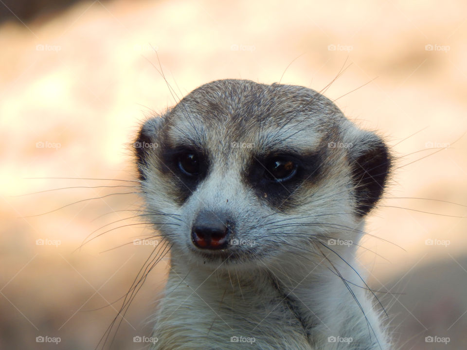 Meerkat eyes. Close up shot of a meerkat's face